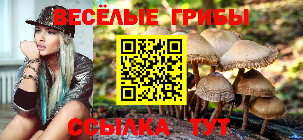 Балашов  Галлюциногенные грибы прущие грибы  Вход с VPN  Псилоцибиновые грибы GOLDEN TEACHER 